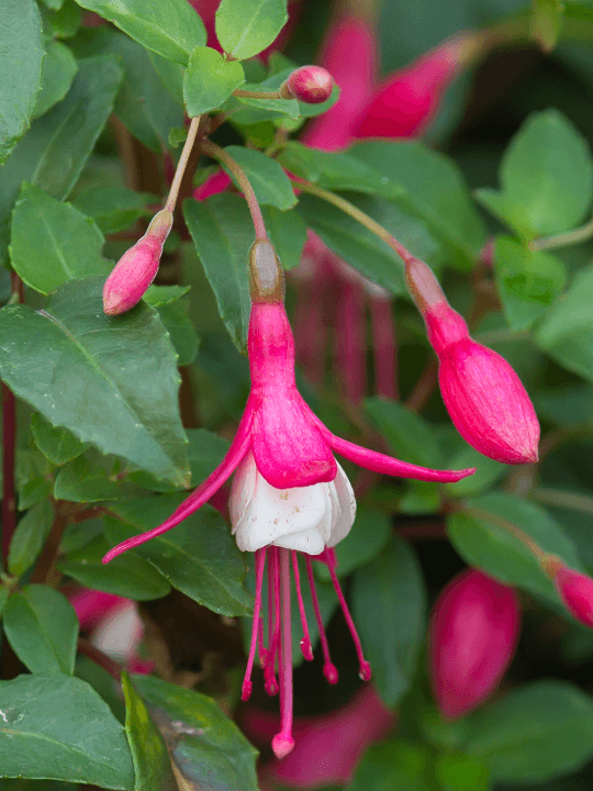 Fuchsia Lady Thumb